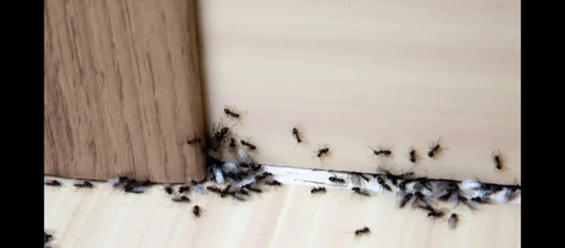 مكافحة النمل