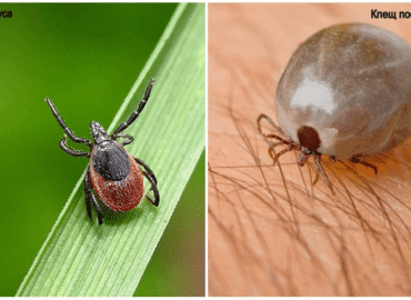 مكافحة القراد