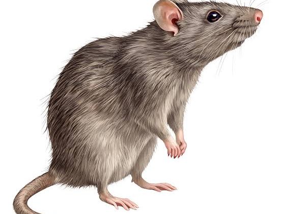 طرق التخلص من الفئران