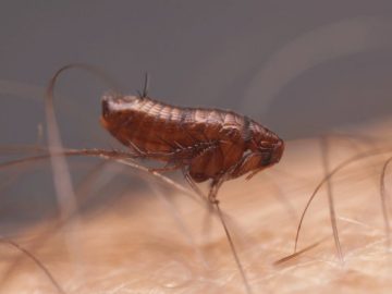 طرق القضاء على البراغيث